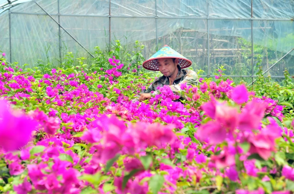 罗源西洋村：陌上花开 君可缓缓归