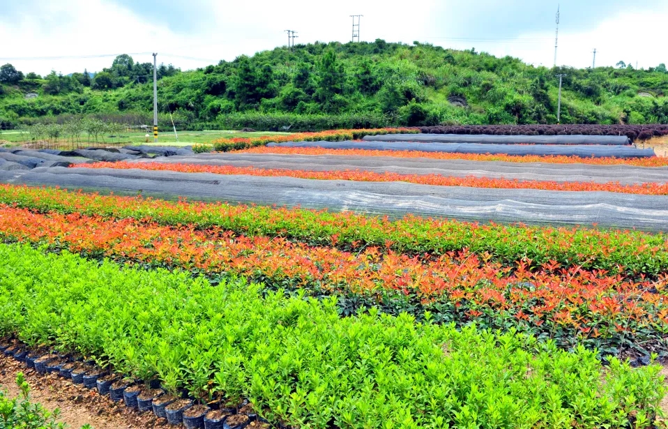 罗源西洋村：陌上花开 君可缓缓归