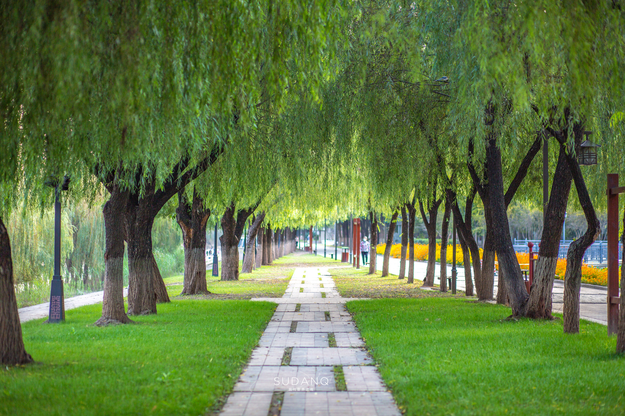 武汉“脏乱差”？城市变化太快，总长度达4100公里的林荫路太美