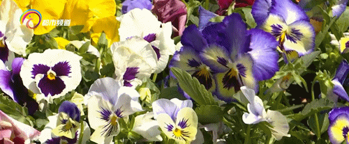 三色堇、紫罗兰、虞美人、天竺葵…昆明的街头好浪漫