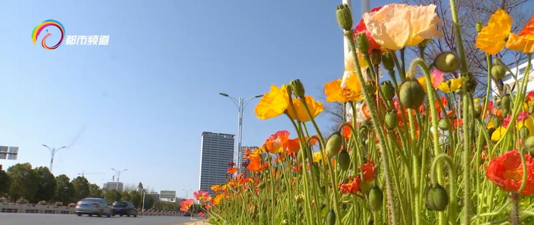 三色堇、紫罗兰、虞美人、天竺葵&#8230;昆明的街头好浪漫