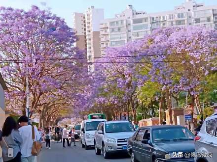 自由行走昆明—浪漫蓝花楹