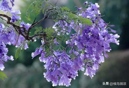 自由行走昆明—浪漫蓝花楹