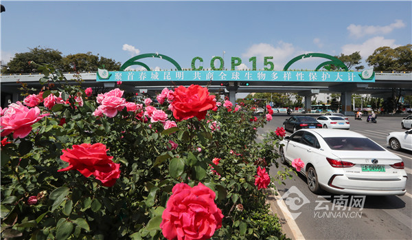 「高清组图」昆明街头花枝招展、花团锦簇迎接COP15盛会