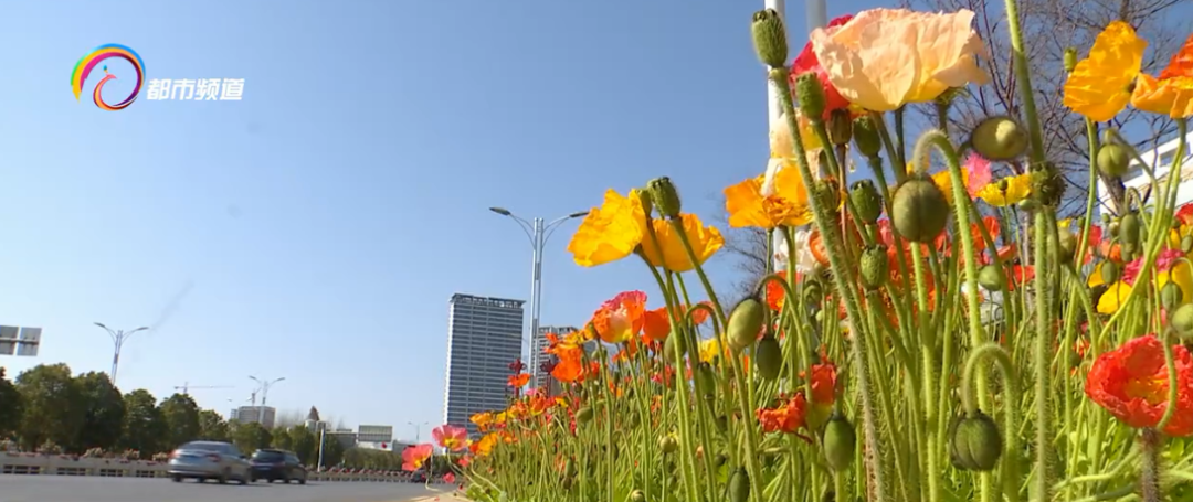 昆明的街头好浪漫~三色堇、紫罗兰、虞美人、天竺葵！五彩花海上线啦！