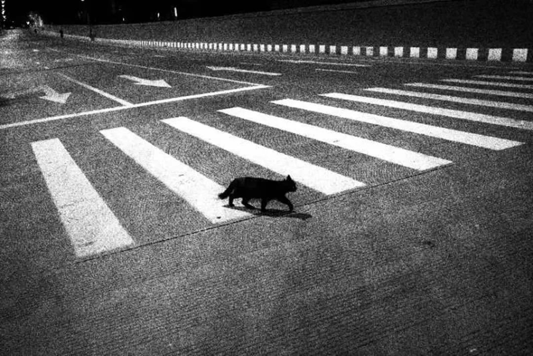 街拍纪事Vol.12：爱与不爱 不悲不喜——人间有猫