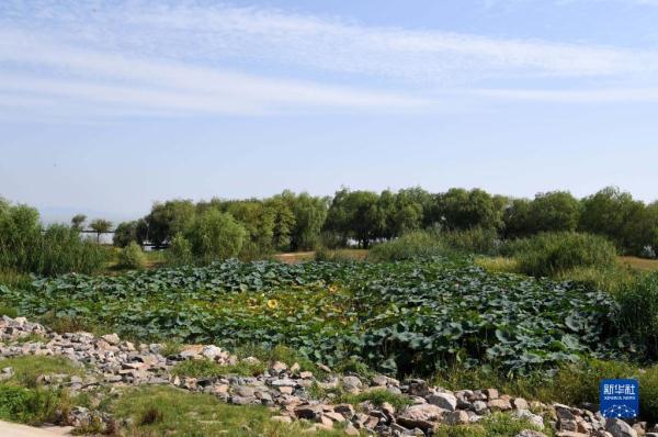 大美湿地城市丨合肥