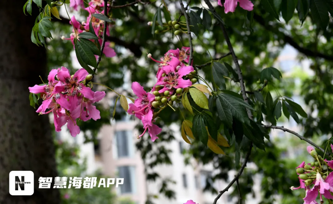 浪漫！福州街头粉色来袭，美爆朋友圈