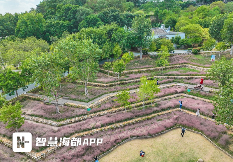 惊艳！福州满城尽是“浪漫粉”，多处宝藏花海美如油画