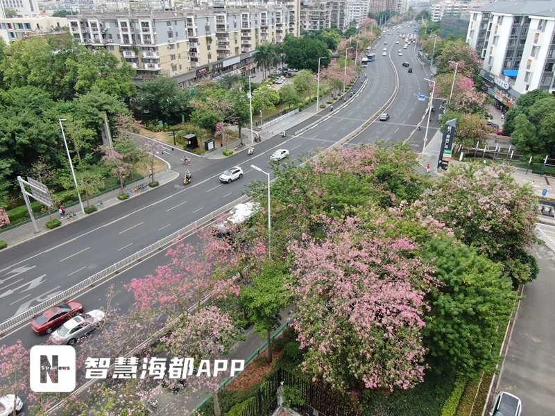 惊艳！福州满城尽是“浪漫粉”，多处宝藏花海美如油画