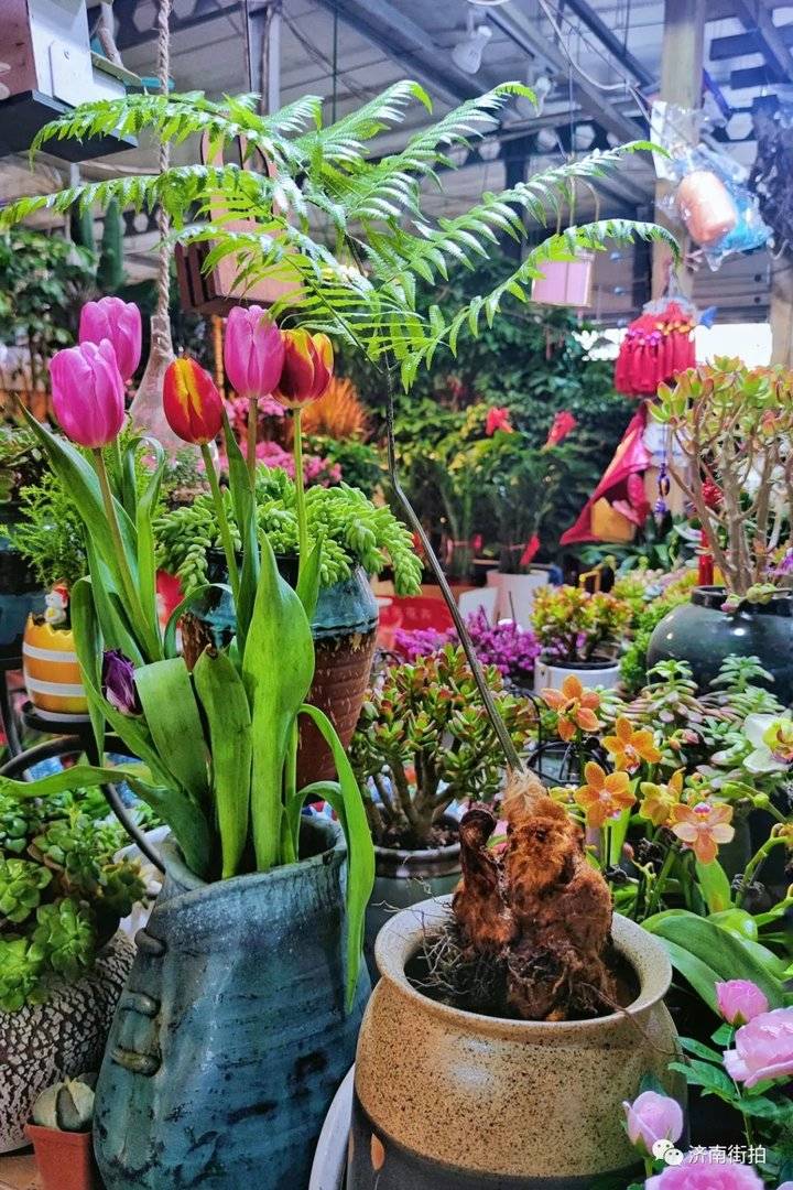 过年啦，济南街拍带你逛花市｜连逛了四个大型花卉市场