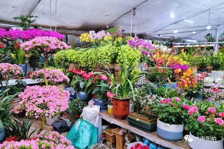 过年啦，济南街拍带你逛花市｜连逛了四个大型花卉市场