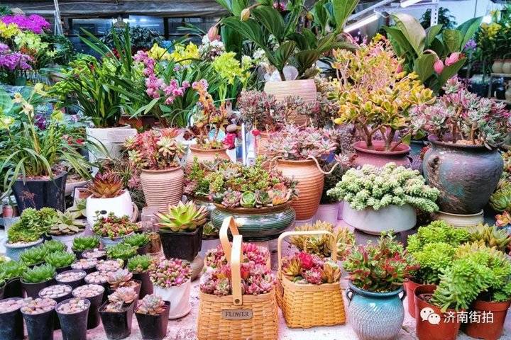 过年啦，济南街拍带你逛花市｜连逛了四个大型花卉市场