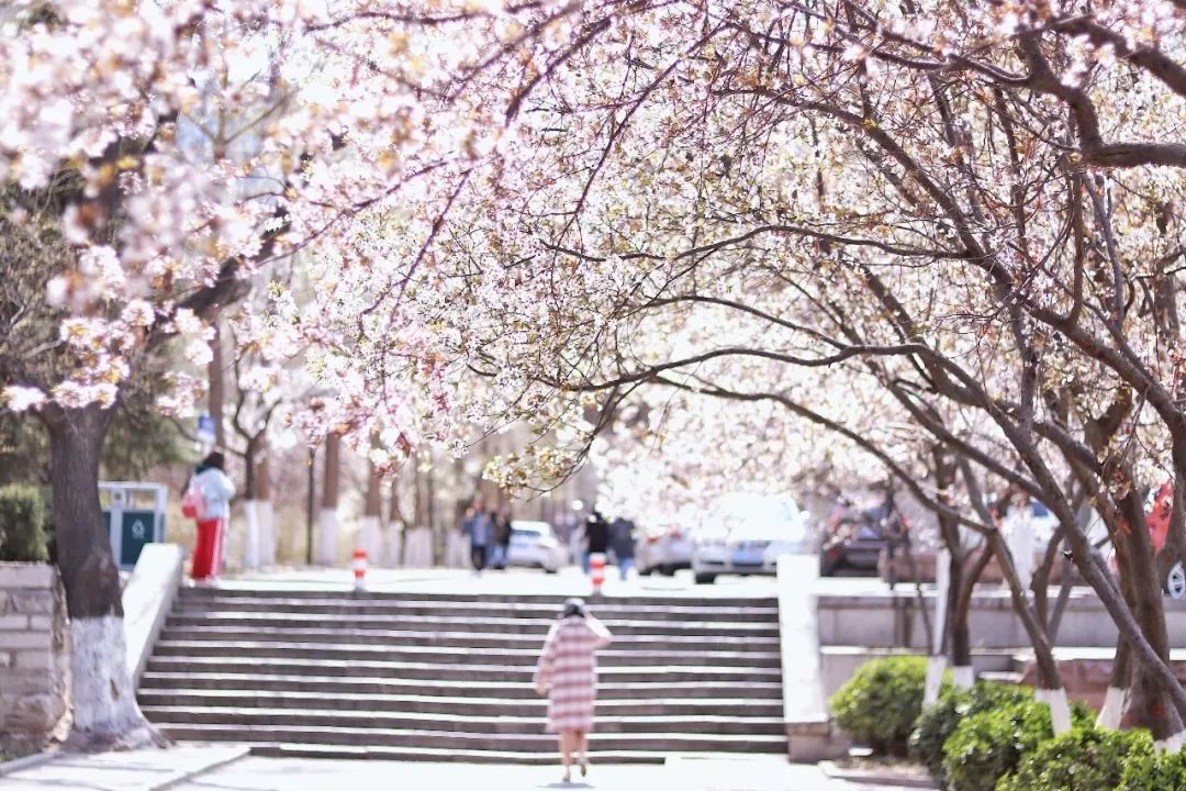 街拍｜一份济南专属赏花图鉴治愈你