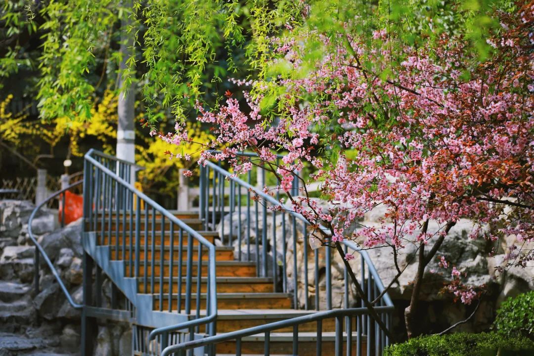 街拍｜一份济南专属赏花图鉴治愈你