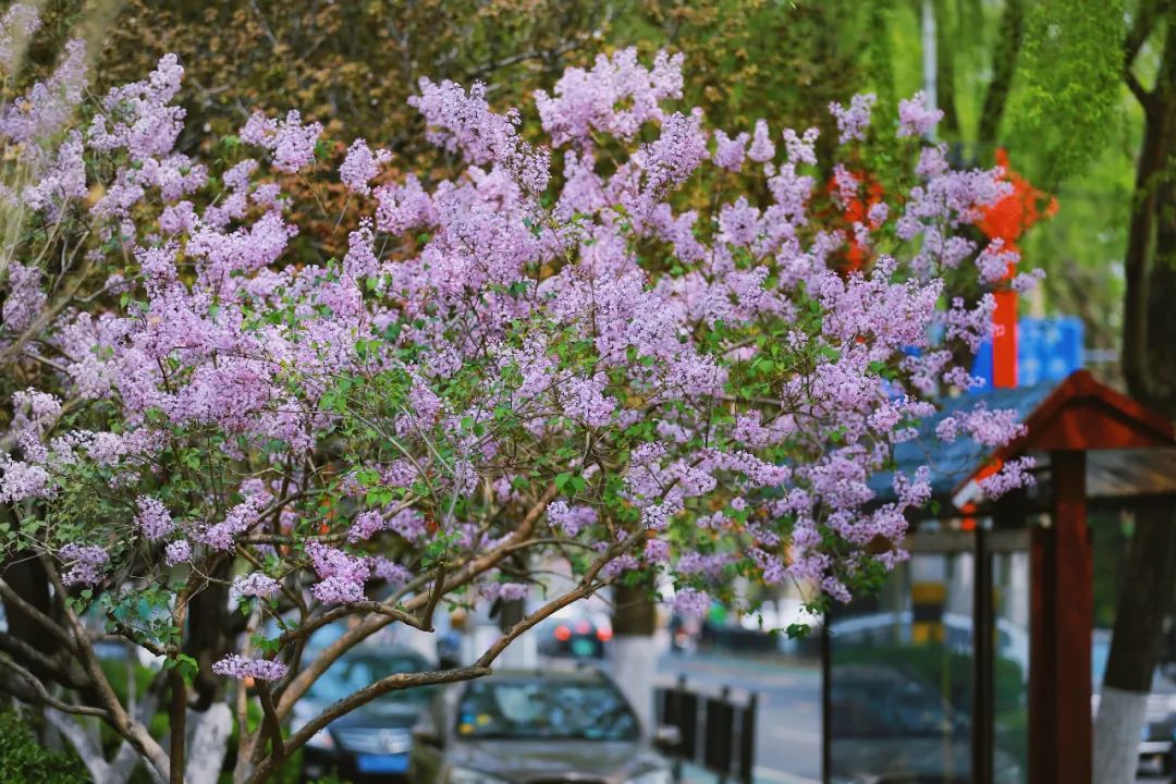 街拍｜一份济南专属赏花图鉴治愈你