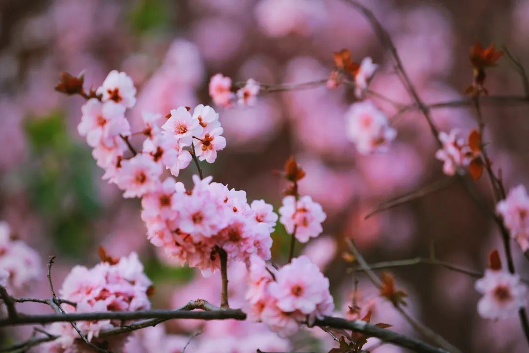 街拍｜一份济南专属赏花图鉴治愈你