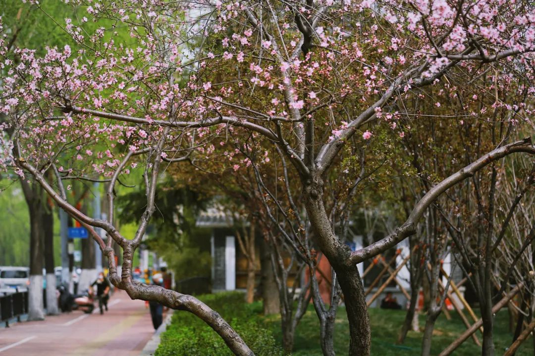 街拍｜一份济南专属赏花图鉴治愈你