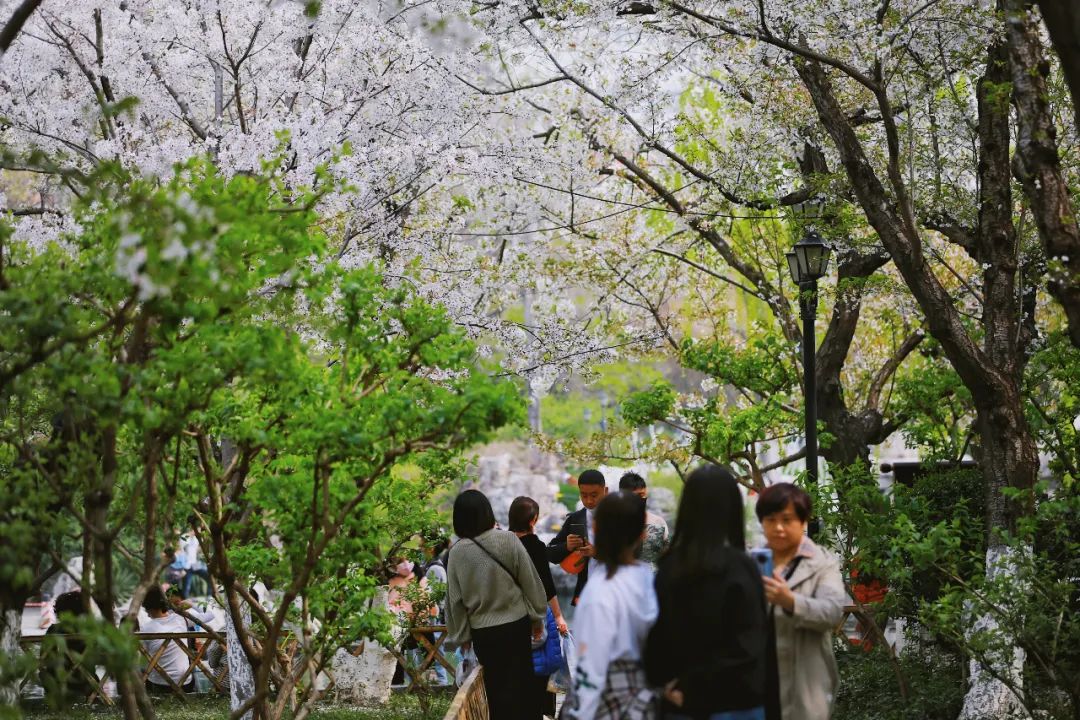 街拍｜一份济南专属赏花图鉴治愈你