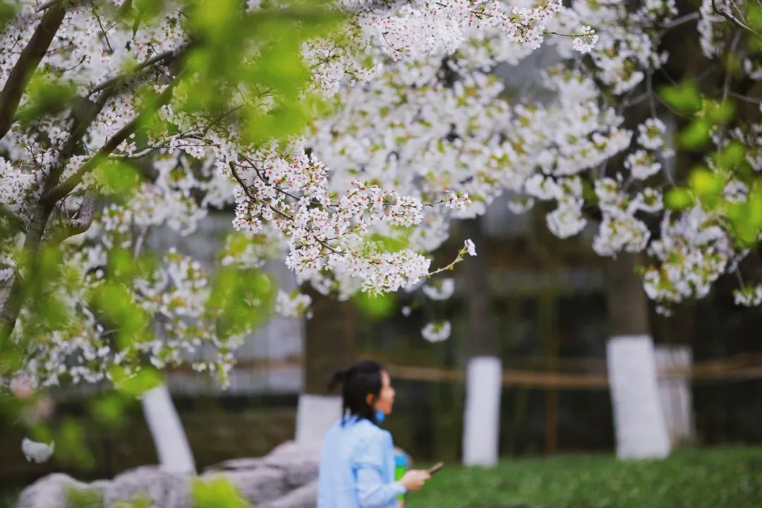 街拍｜一份济南专属赏花图鉴治愈你