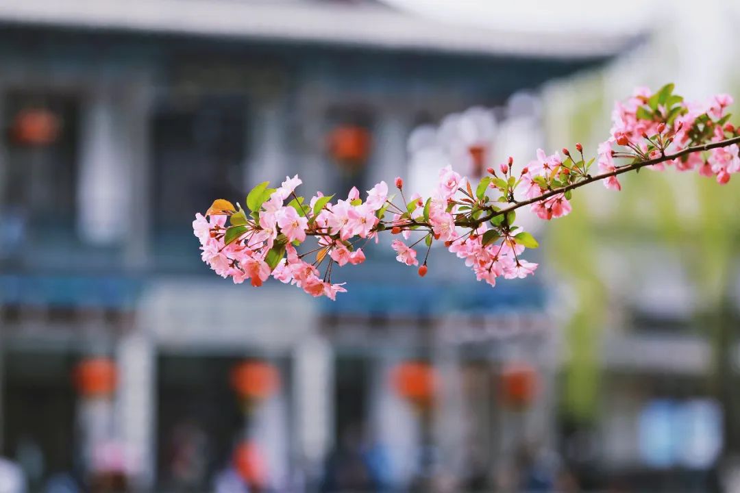 街拍｜一份济南专属赏花图鉴治愈你