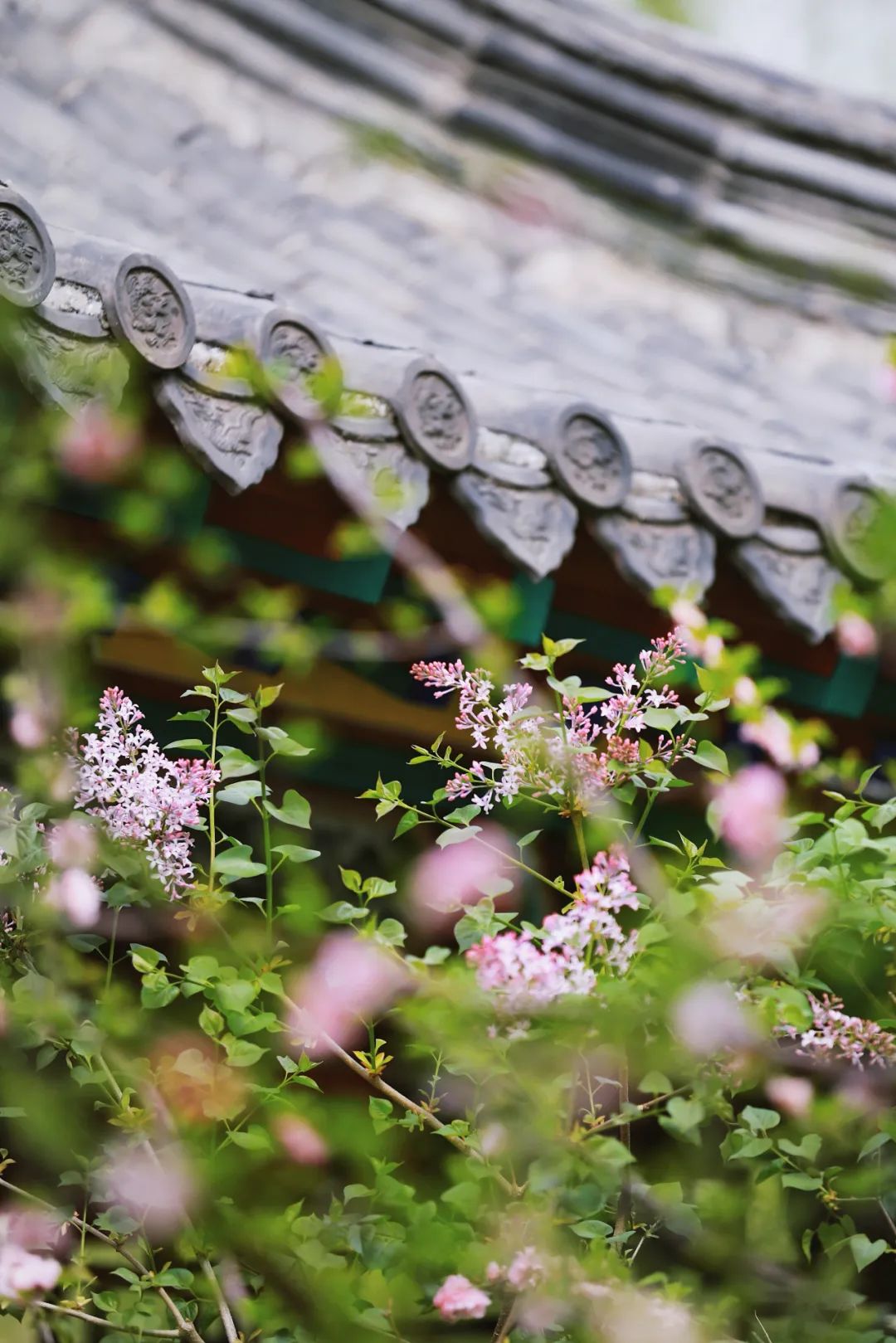 街拍｜一份济南专属赏花图鉴治愈你