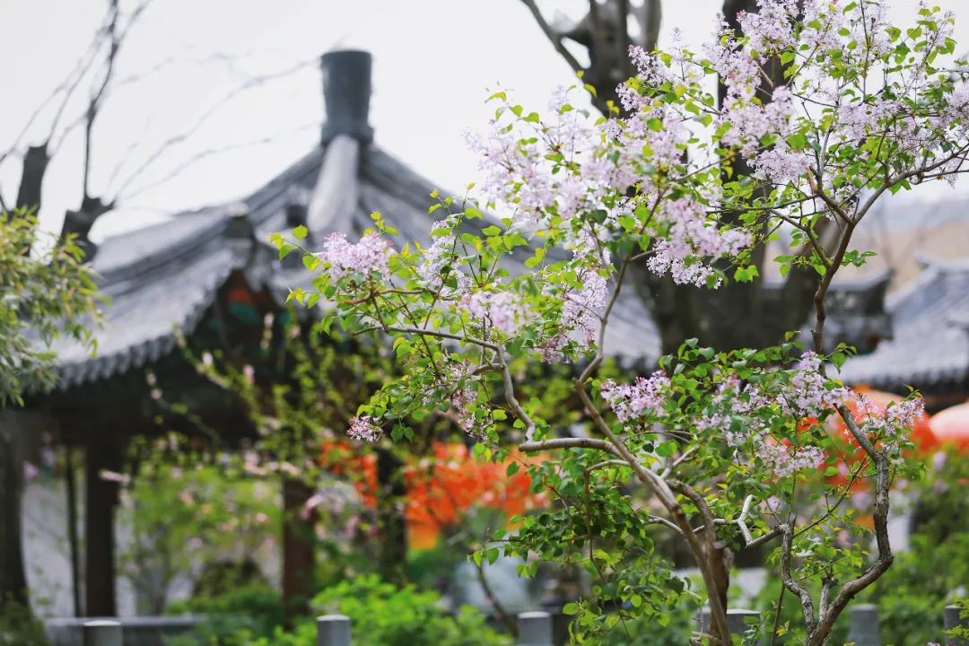 街拍｜一份济南专属赏花图鉴治愈你