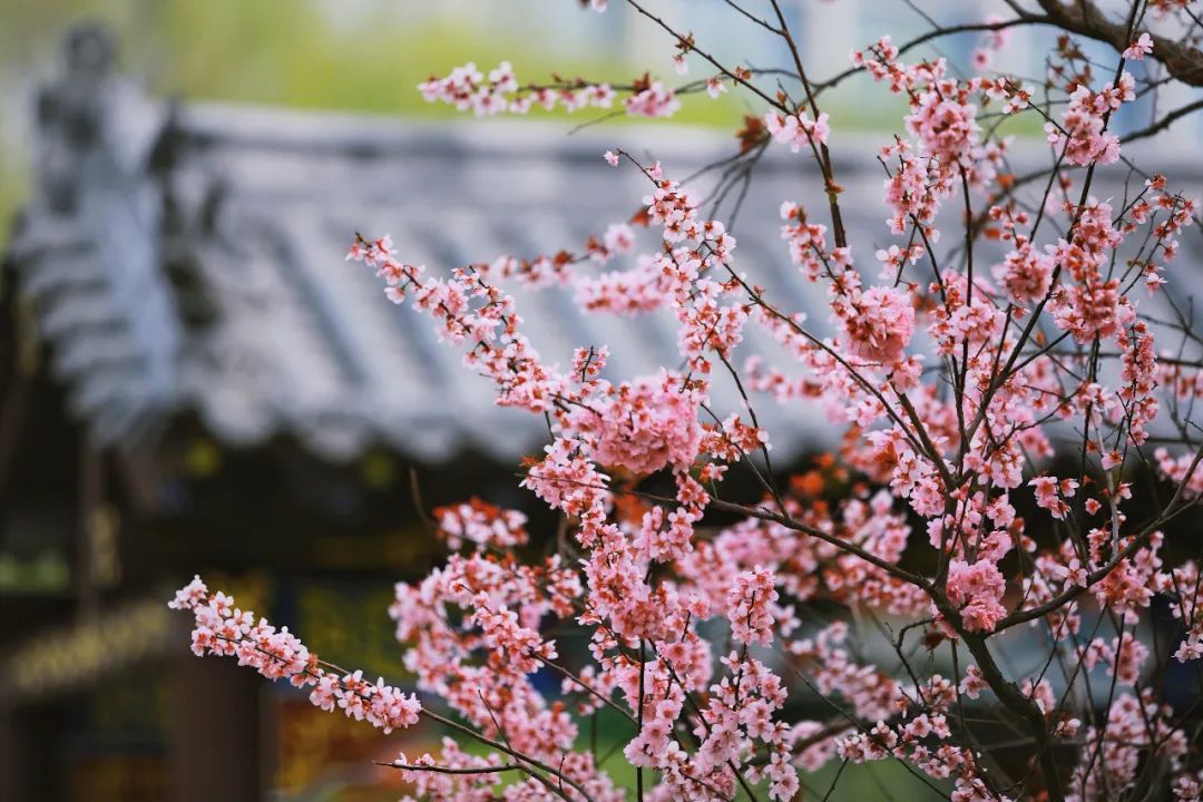 街拍｜一份济南专属赏花图鉴治愈你