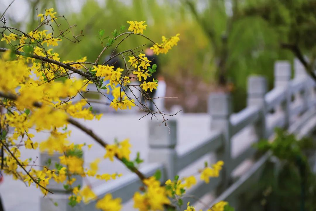 街拍｜一份济南专属赏花图鉴治愈你