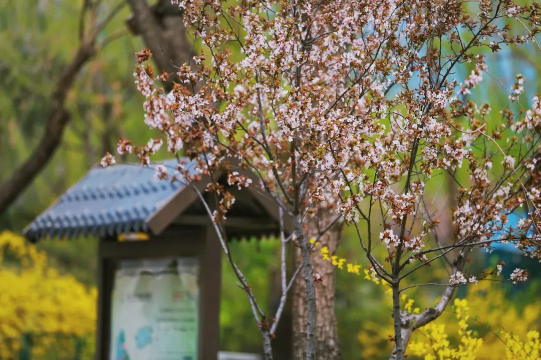 街拍｜一份济南专属赏花图鉴治愈你