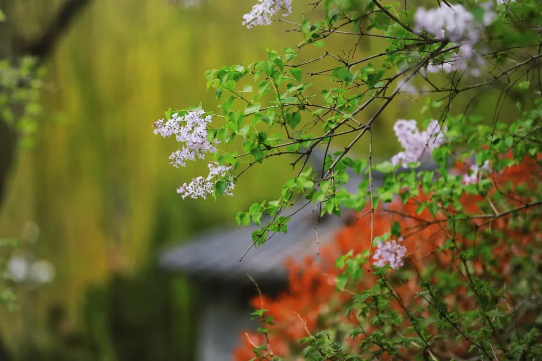 街拍｜一份济南专属赏花图鉴治愈你