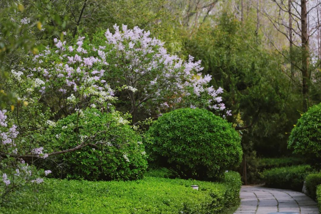 街拍｜一份济南专属赏花图鉴治愈你