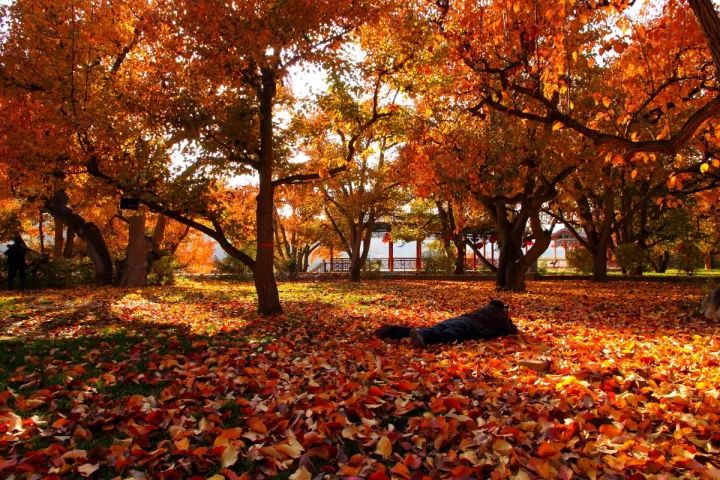 最后再看一眼：我们用100张照片，记录了兰州最美的秋天！