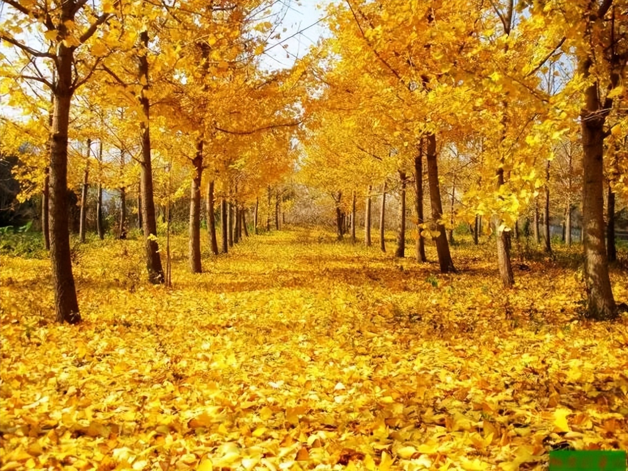最后再看一眼：我们用100张照片，记录了兰州最美的秋天！