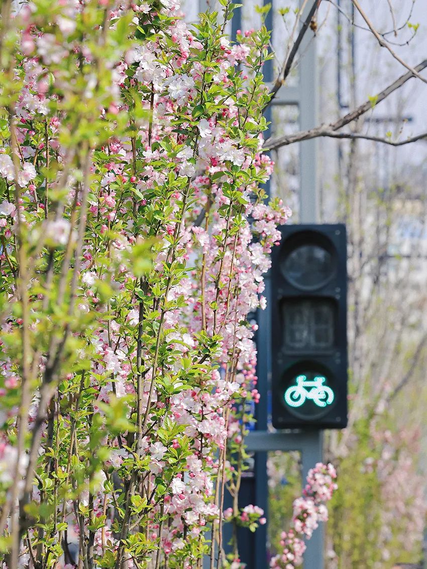 街拍迎泽丨花已成海、春色满城，这里藏着春天最美好的风景