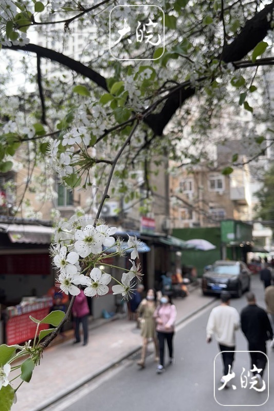 合肥梨花巷里梨花盛开（组图）