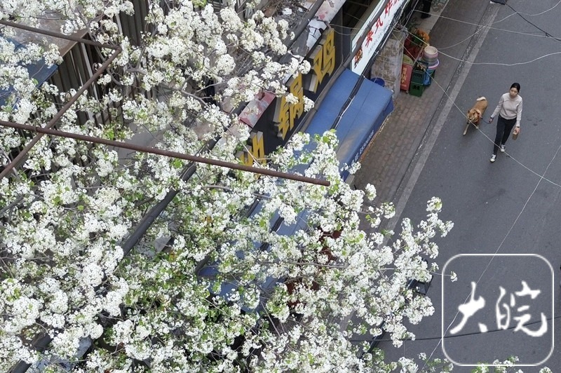 合肥梨花巷里梨花盛开（组图）