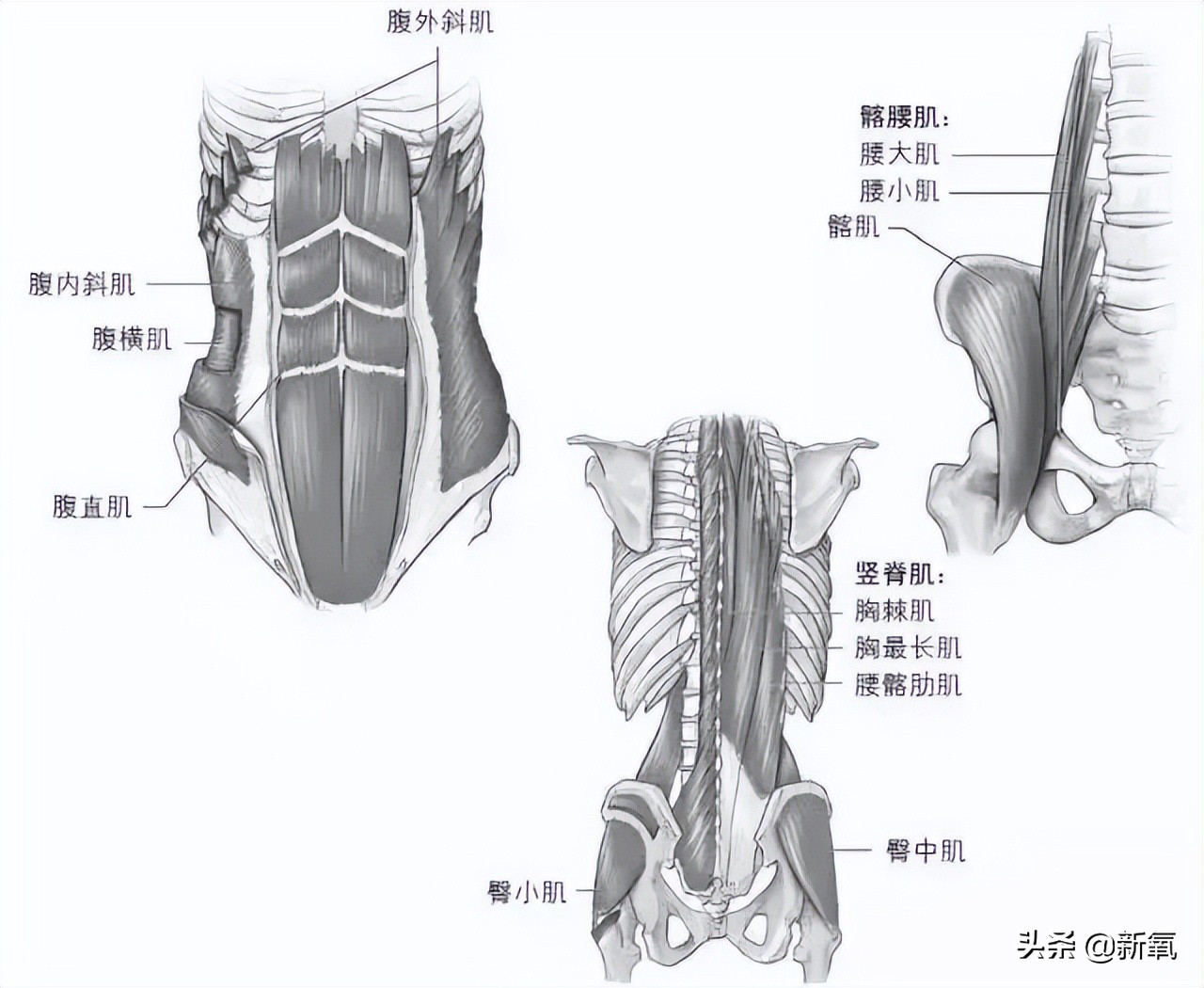 堪称贵圈年度丧心病狂的腰臀比，居然因为一张暴瘦生图滑落神坛？