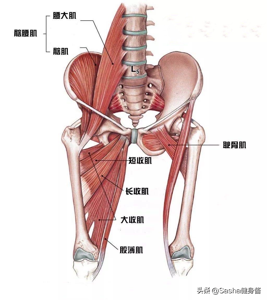 久宅家中常坐不动，大腿肉肉开始疯长，针对大腿内侧赘肉瘦身法