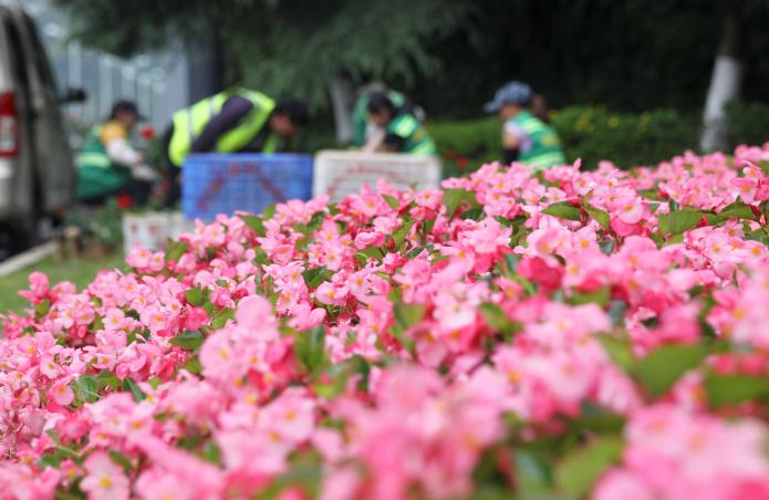 图集｜鲜花扮靓贵阳街头