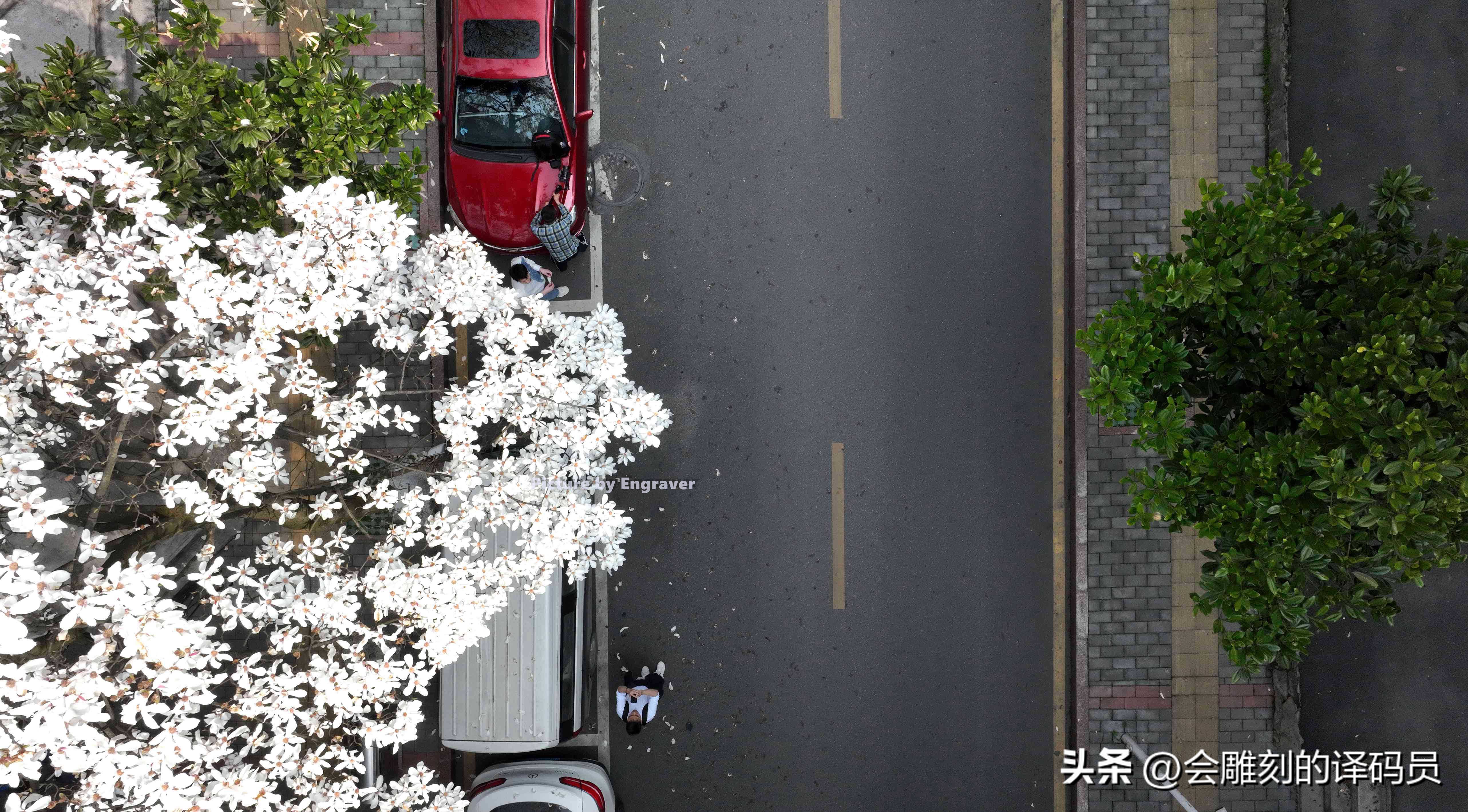 春日繁花开 贵阳有条玉兰街