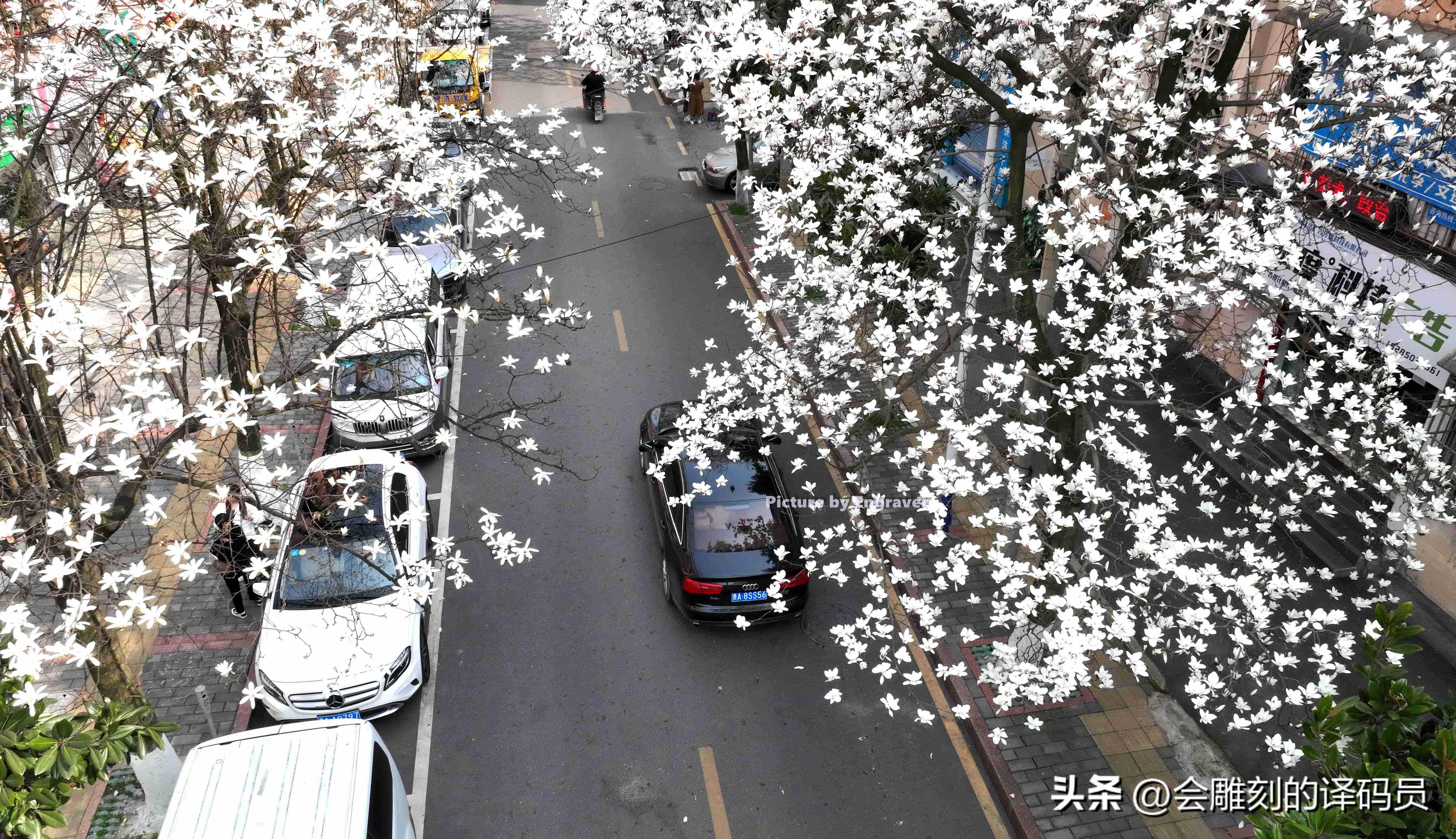 春日繁花开 贵阳有条玉兰街