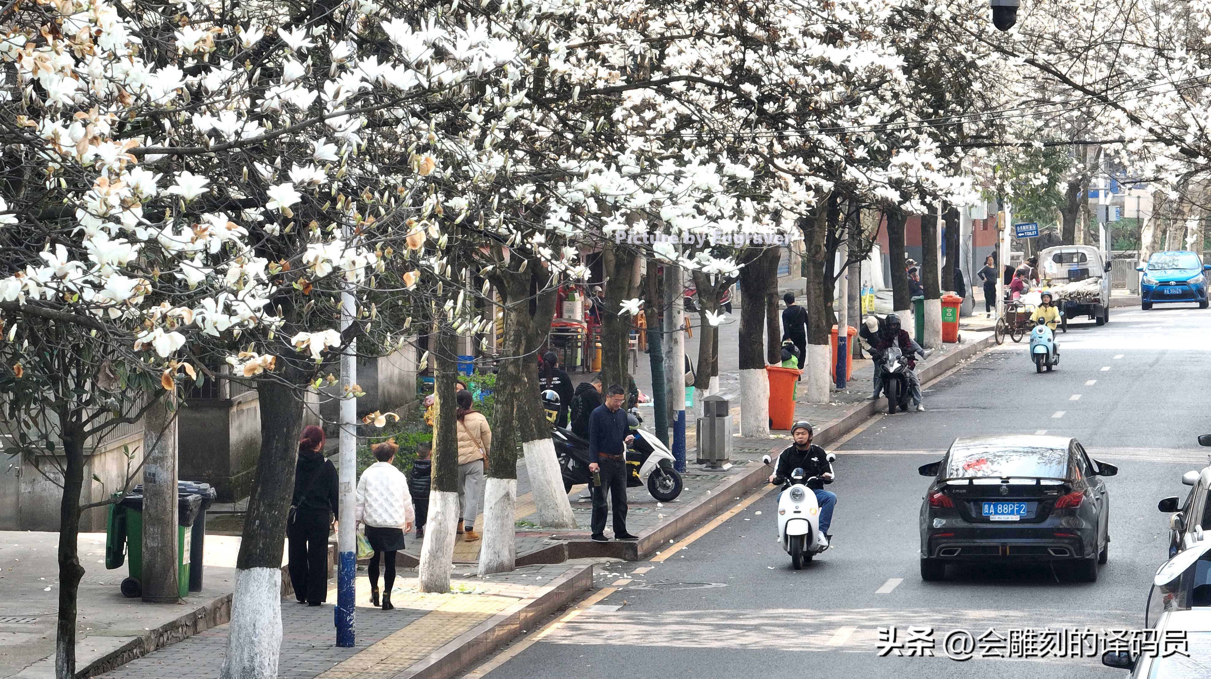 春日繁花开 贵阳有条玉兰街