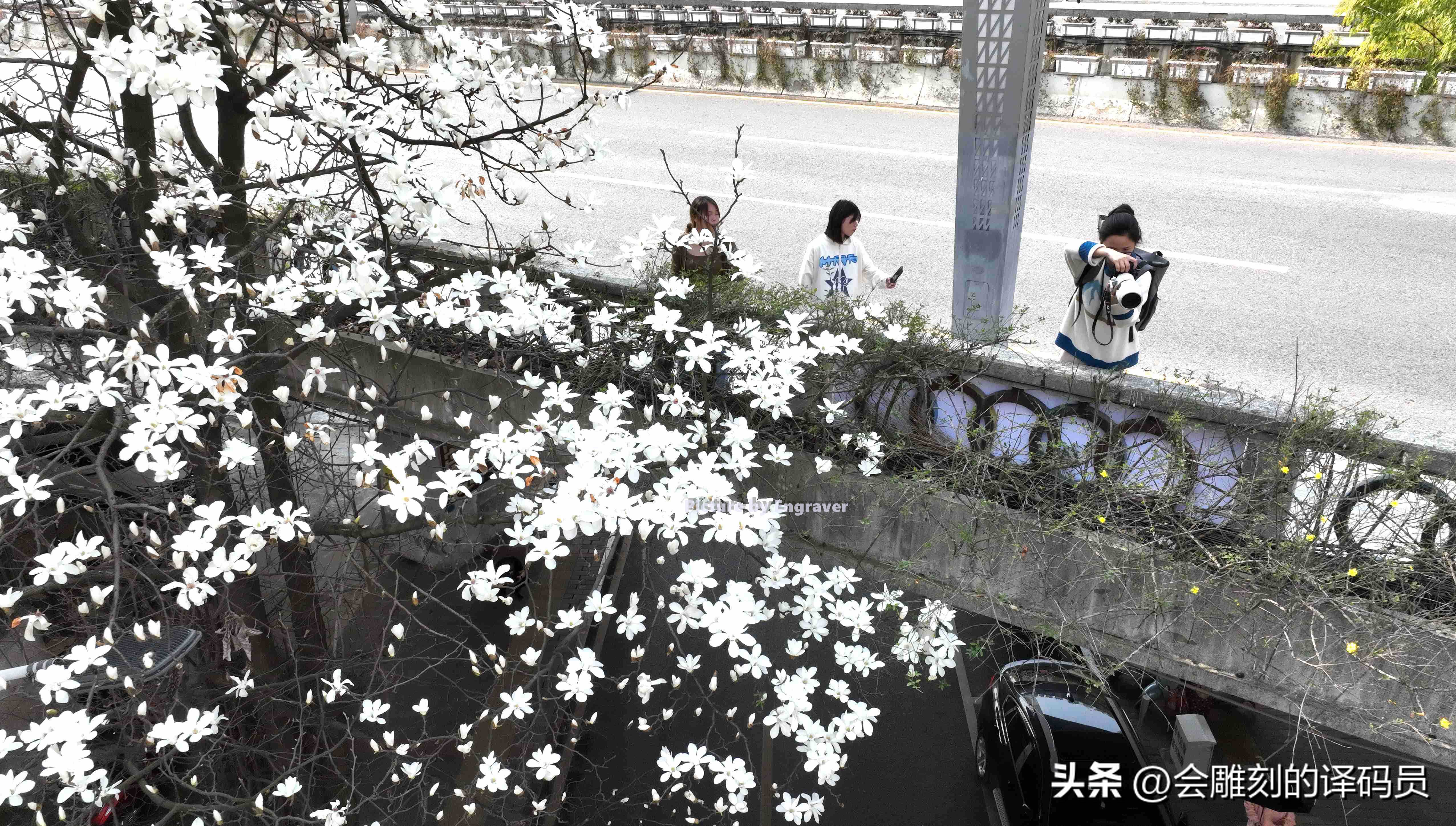 春日繁花开 贵阳有条玉兰街