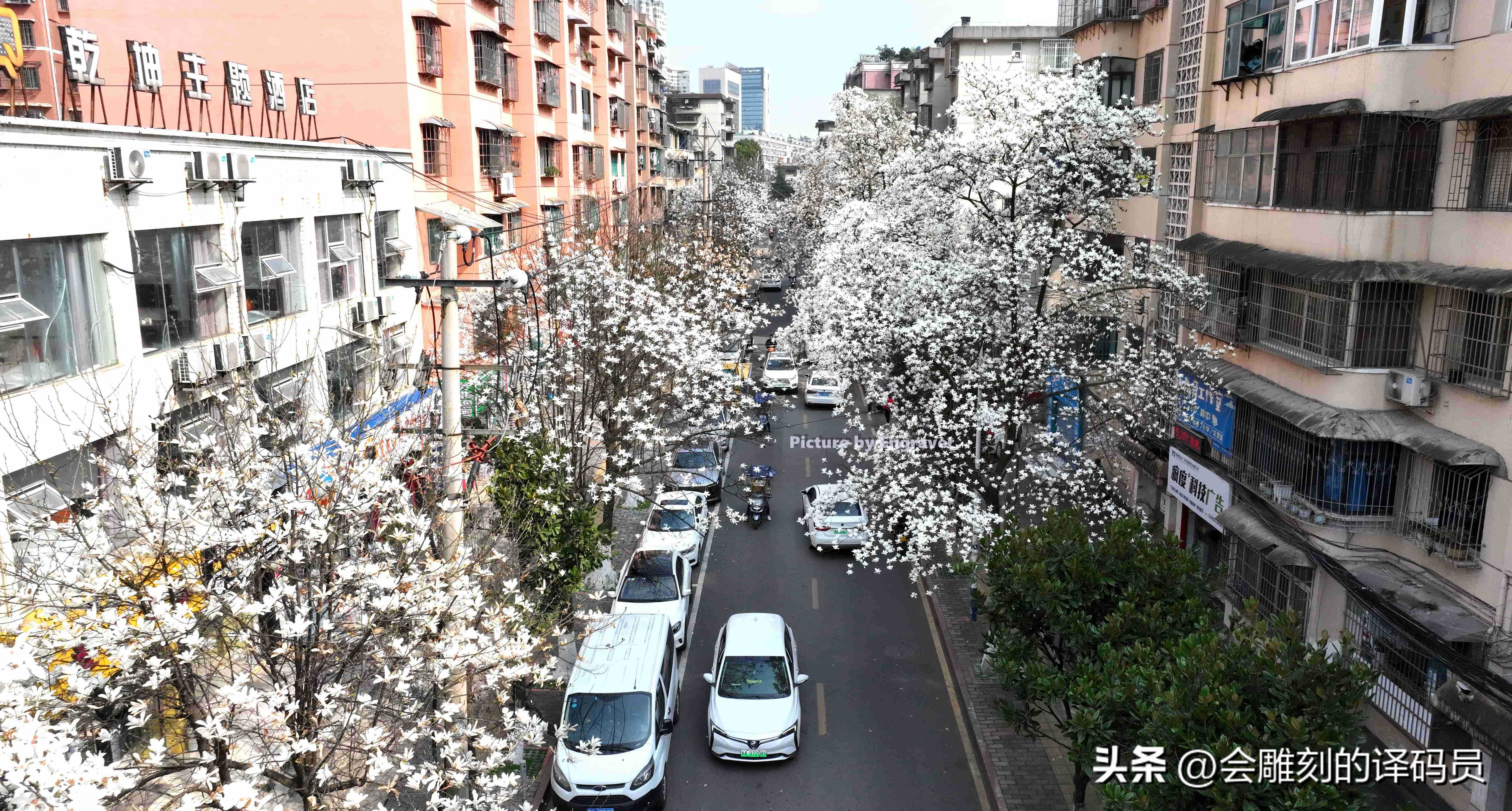 春日繁花开 贵阳有条玉兰街