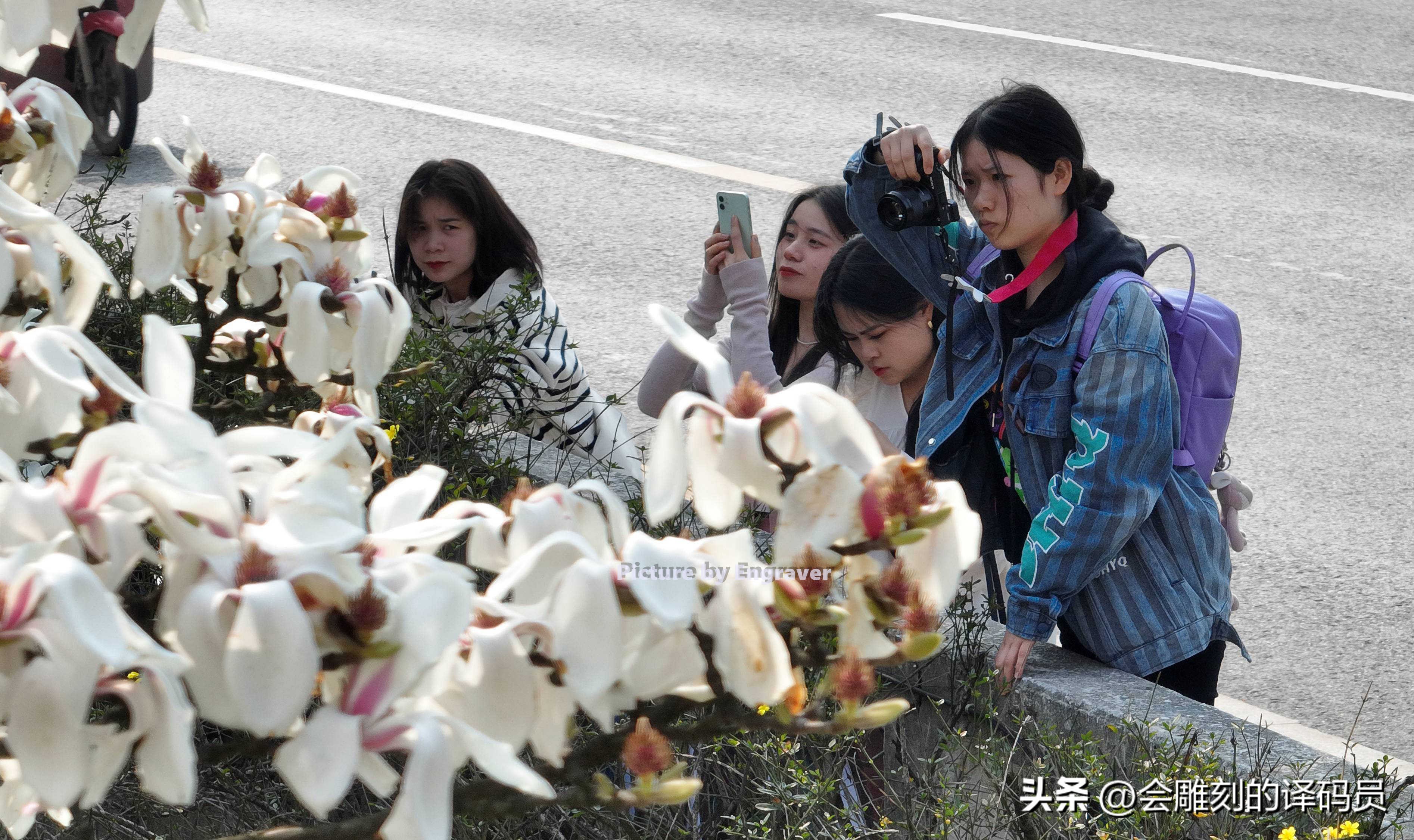 春日繁花开 贵阳有条玉兰街