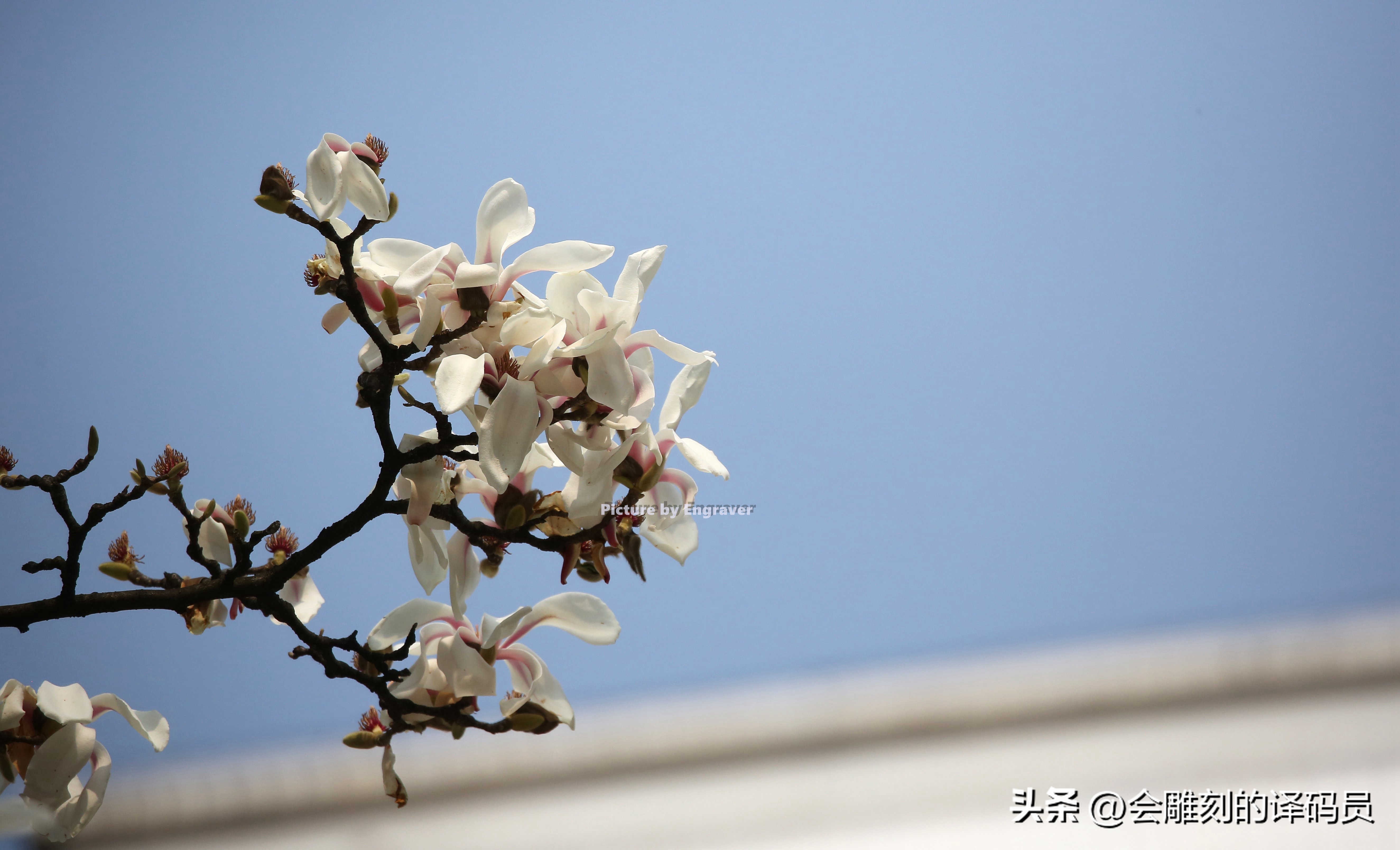 春日繁花开 贵阳有条玉兰街