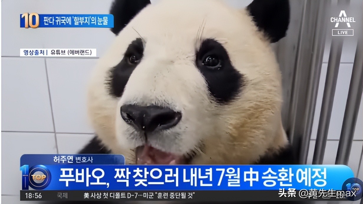 熊猫福宝人气王！韩国一天有7000多人去爱宝乐园看熊猫。