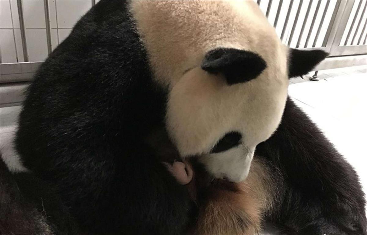 继丫丫回国后，旅韩大熊猫福宝也将启动返程，回来后和原旅日归来的香香住一起